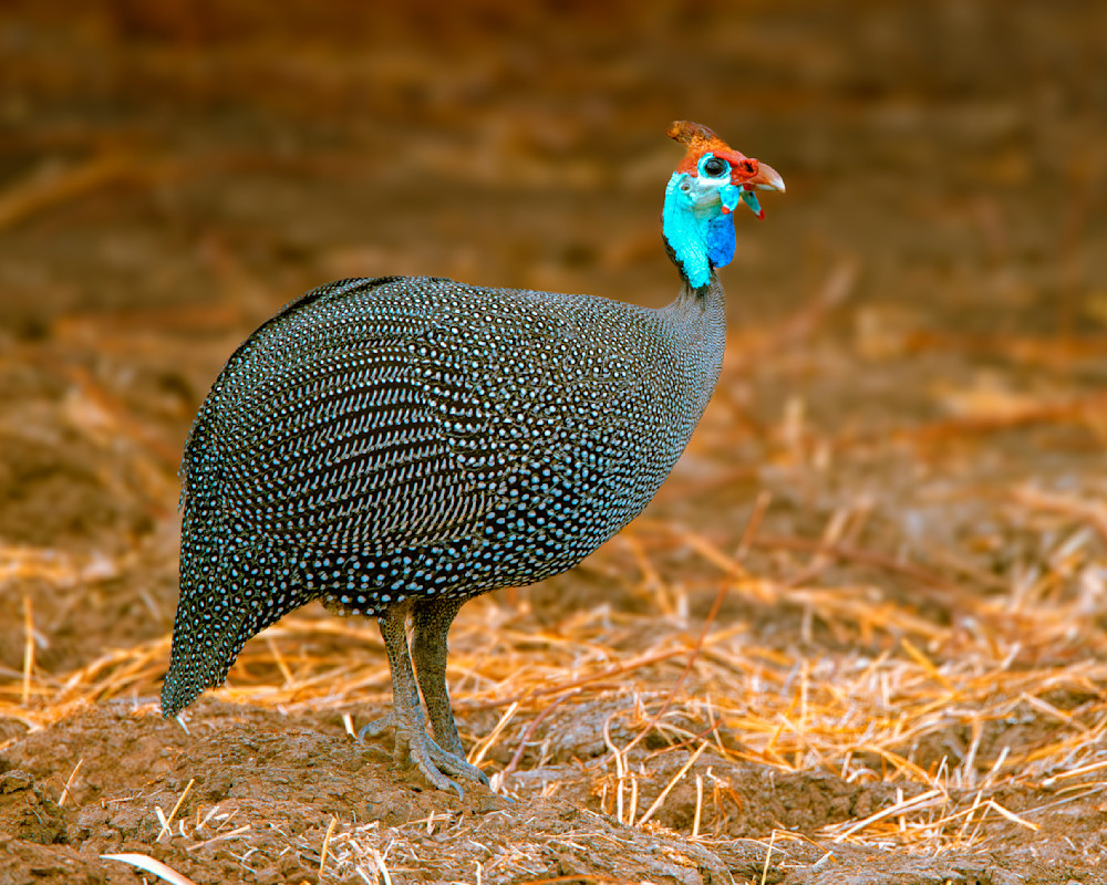 Helmeted Guineafowl Photography Art | Mike Soegtrop Photography
