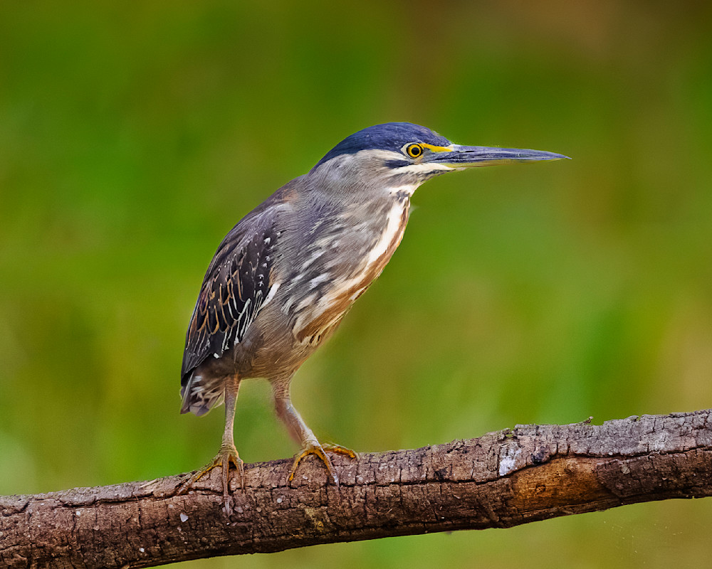 Striated Heron On A Log, Zambia Photography Art | Mike Soegtrop Photography