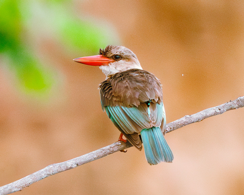 Brown Headed Kingfisher On A River Perch Photography Art | Mike Soegtrop Photography