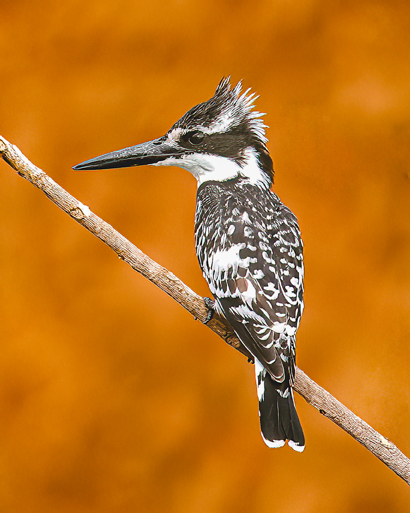 Pied Kingfisher In Zambia 1 Photography Art | Mike Soegtrop Photography