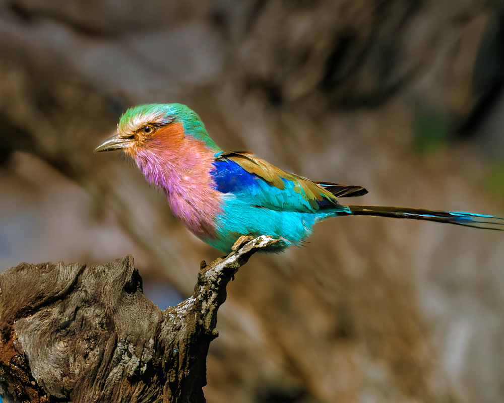 Lilac Breasted Roller, Zambia Photography Art | Mike Soegtrop Photography