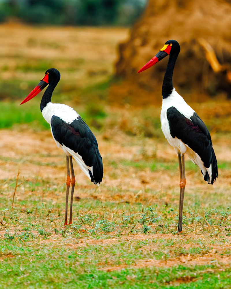 Broad Billed Stork In Zambia Photography Art | Mike Soegtrop Photography