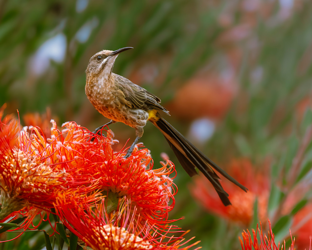 Cape Sugarbird In Cape Town South Africa Photography Art | Mike Soegtrop Photography