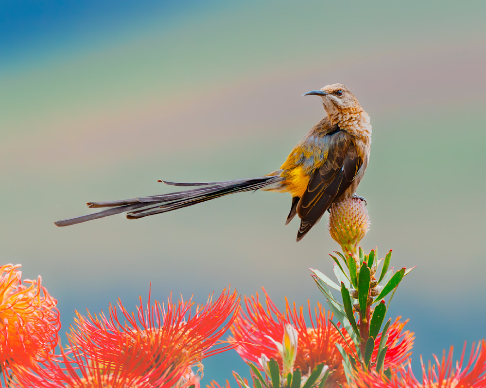 Cape Sugarbird Cape Town South Africa Photography Art | Mike Soegtrop Photography