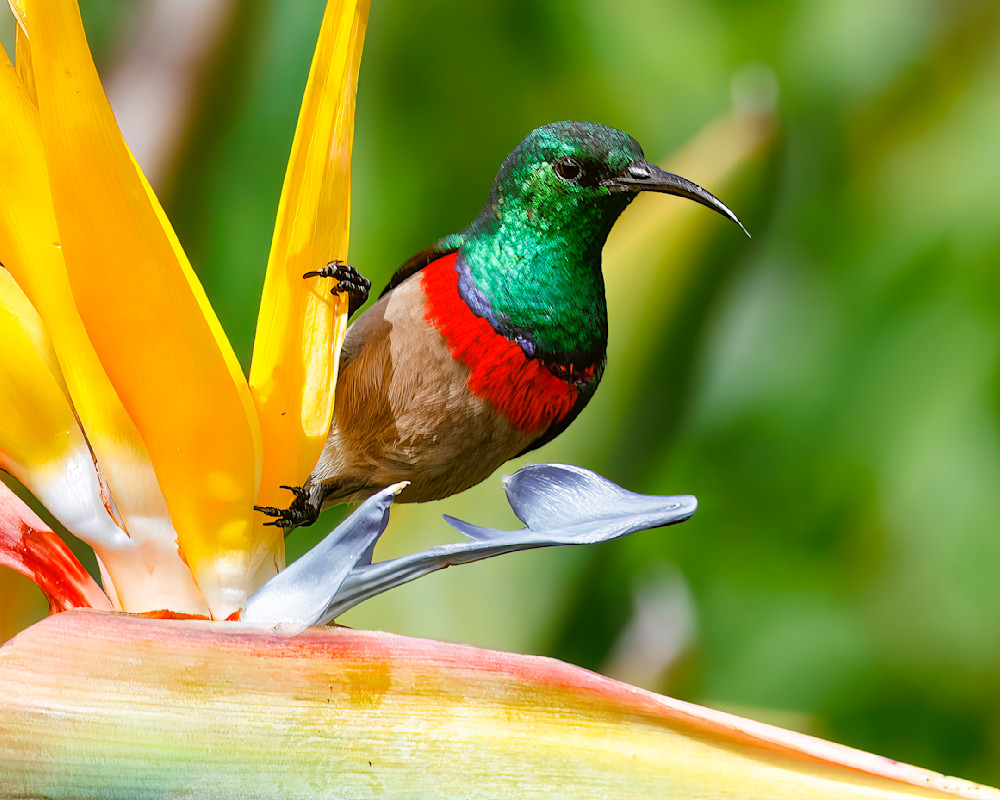Southern Double Collared Sunbird  Near Cape Town Photography Art | Mike Soegtrop Photography