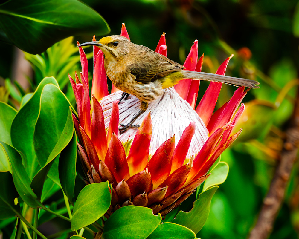 Cape Sugar Bird, Cape Town Photography Art | Mike Soegtrop Photography
