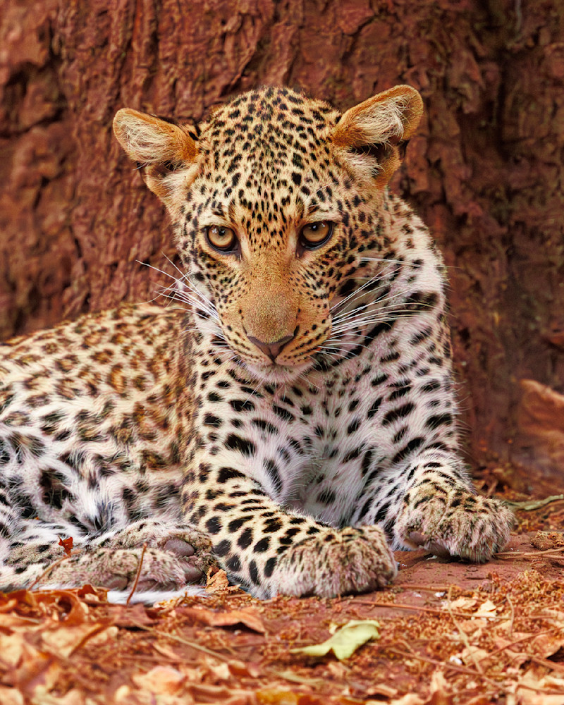 Leopard In Zambia Photography Art | Mike Soegtrop Photography