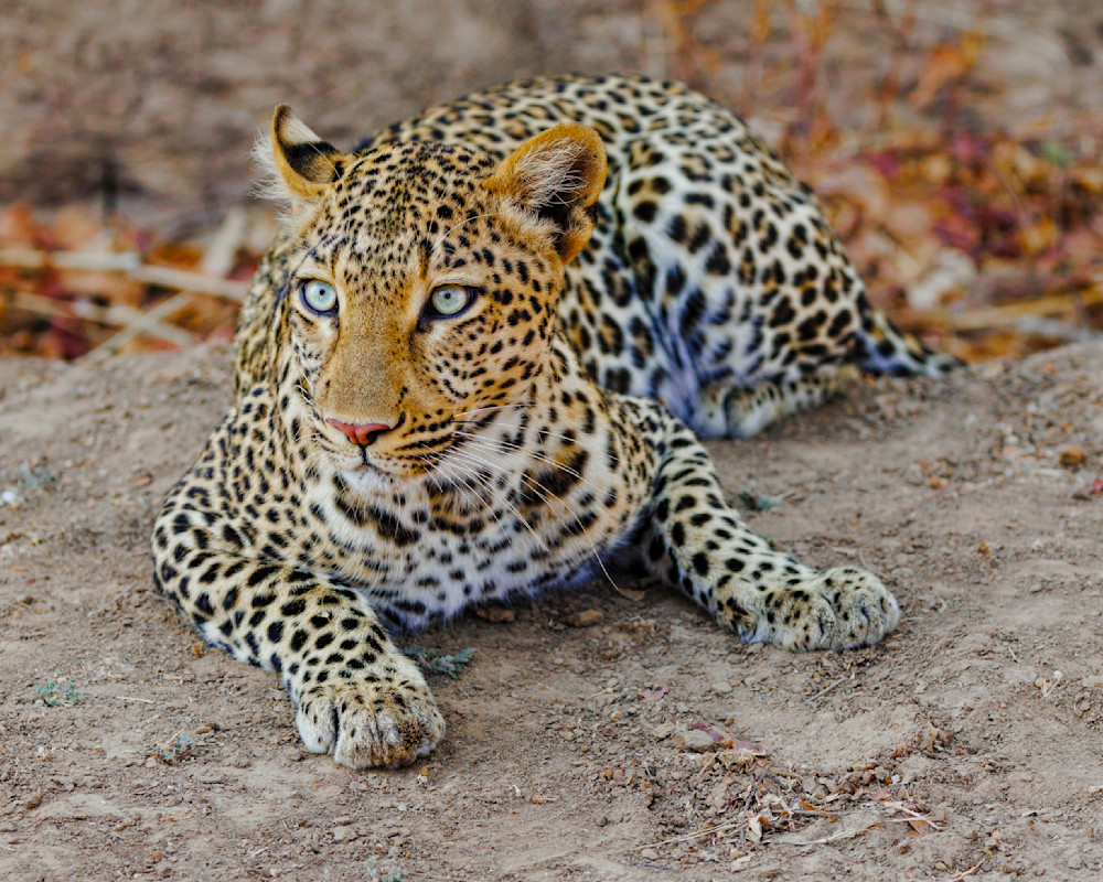Leopard In Zambia 2 Photography Art | Mike Soegtrop Photography