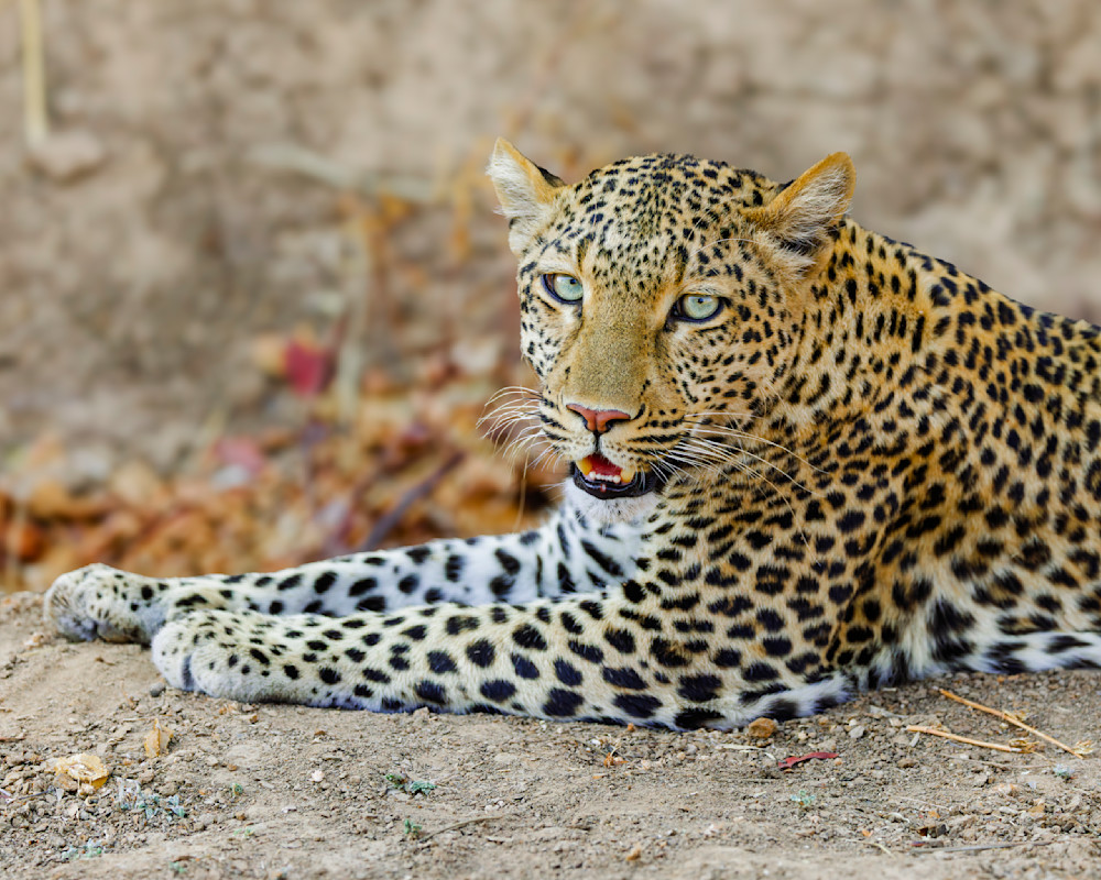 Leopard In Zambia 3 Photography Art | Mike Soegtrop Photography