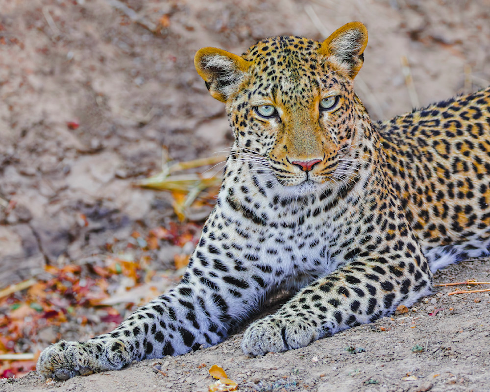 Leopard In Zambia 4 Photography Art | Mike Soegtrop Photography