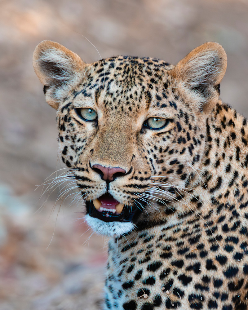 Leopard In Zambia Closeup Photography Art | Mike Soegtrop Photography