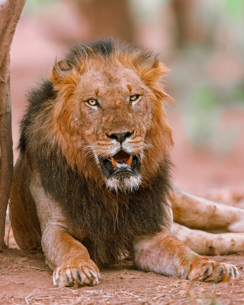 Male Lion Resting Under A Tree In The Lower Zambezi Park, Zambia Photography Art | Mike Soegtrop Photography