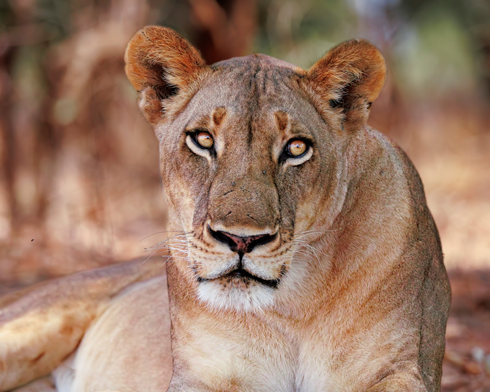 Lion Female Resting After A Hunt Photography Art | Mike Soegtrop Photography