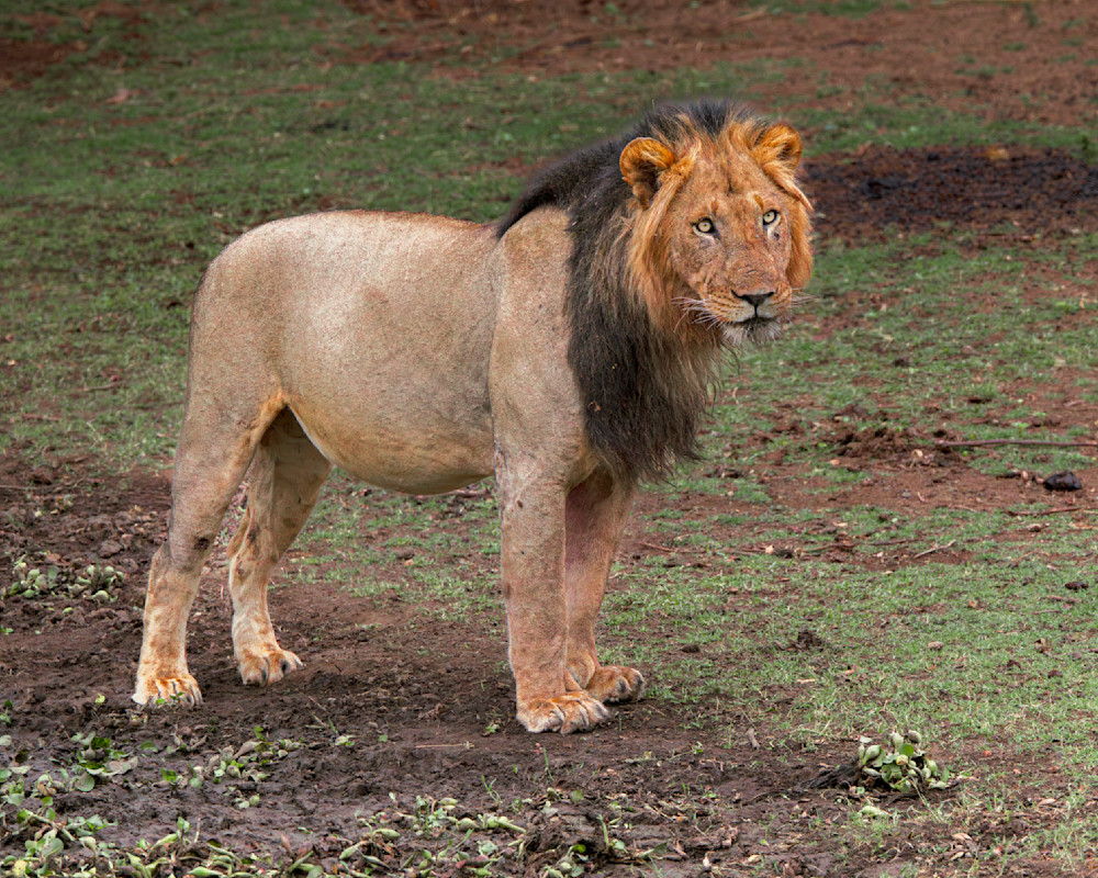 Lion Standing On The Plains Photography Art | Mike Soegtrop Photography