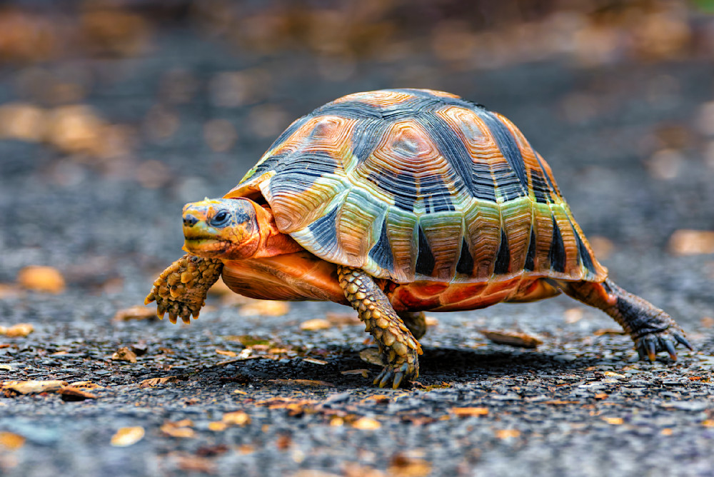 Angulate Tortoise In Kirstenbosch Garden Photography Art | Mike Soegtrop Photography