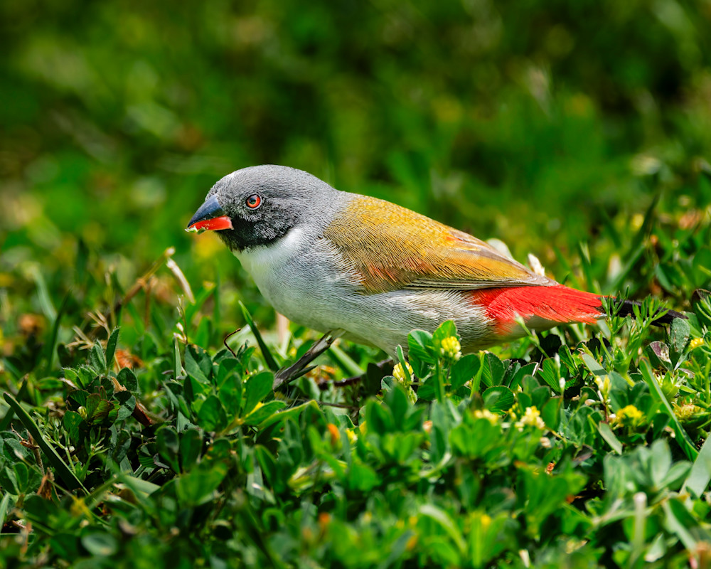 Swee Waxbill Feeding In The Grass Photography Art | Mike Soegtrop Photography
