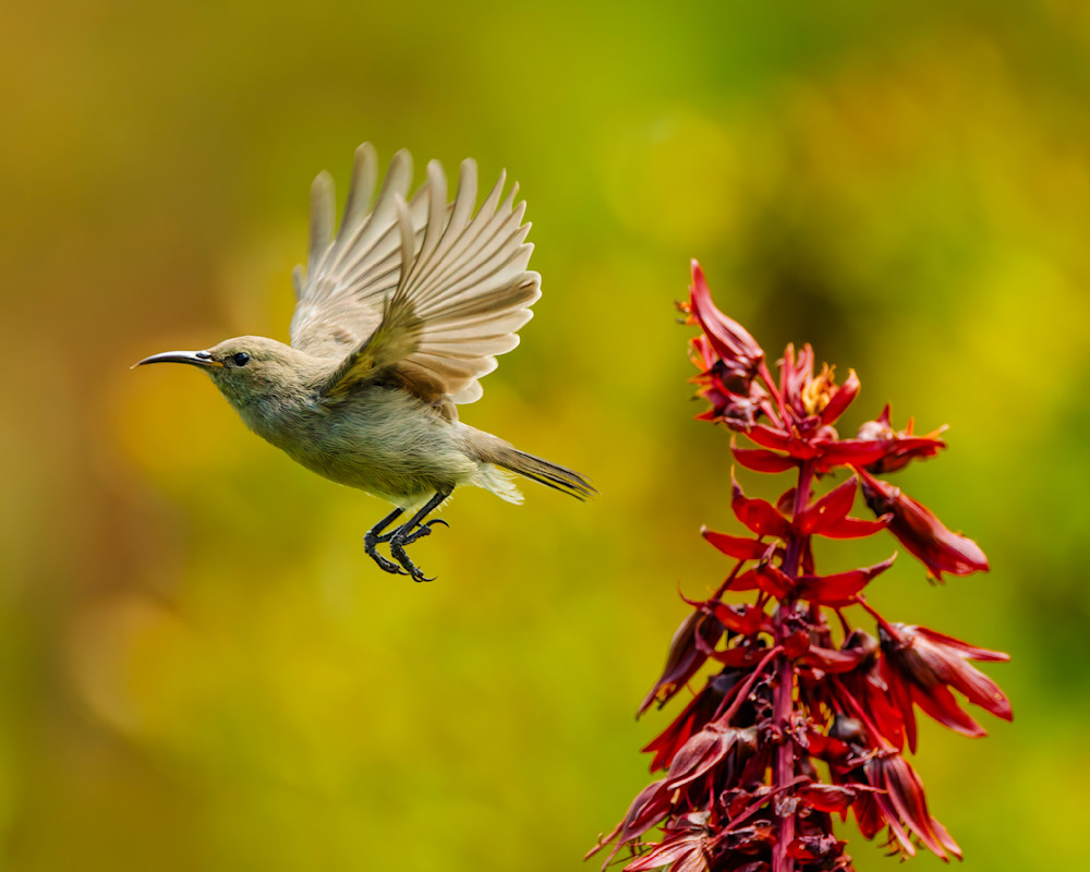 Southern Double Collared Sunbird, Female In Flight Photography Art | Mike Soegtrop Photography