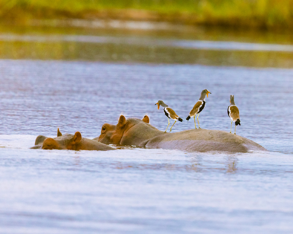 White Crested Lapwings On A Hippo Photography Art | Mike Soegtrop Photography
