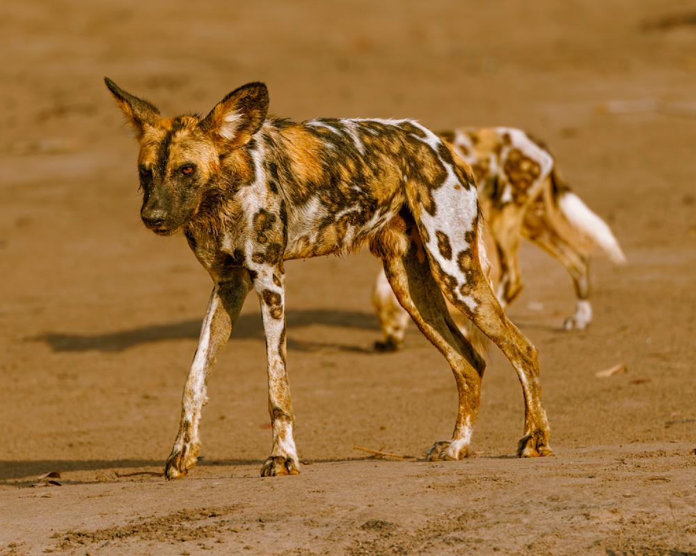 Wild Dog Pausing During Early Morning Photography Art | Mike Soegtrop Photography