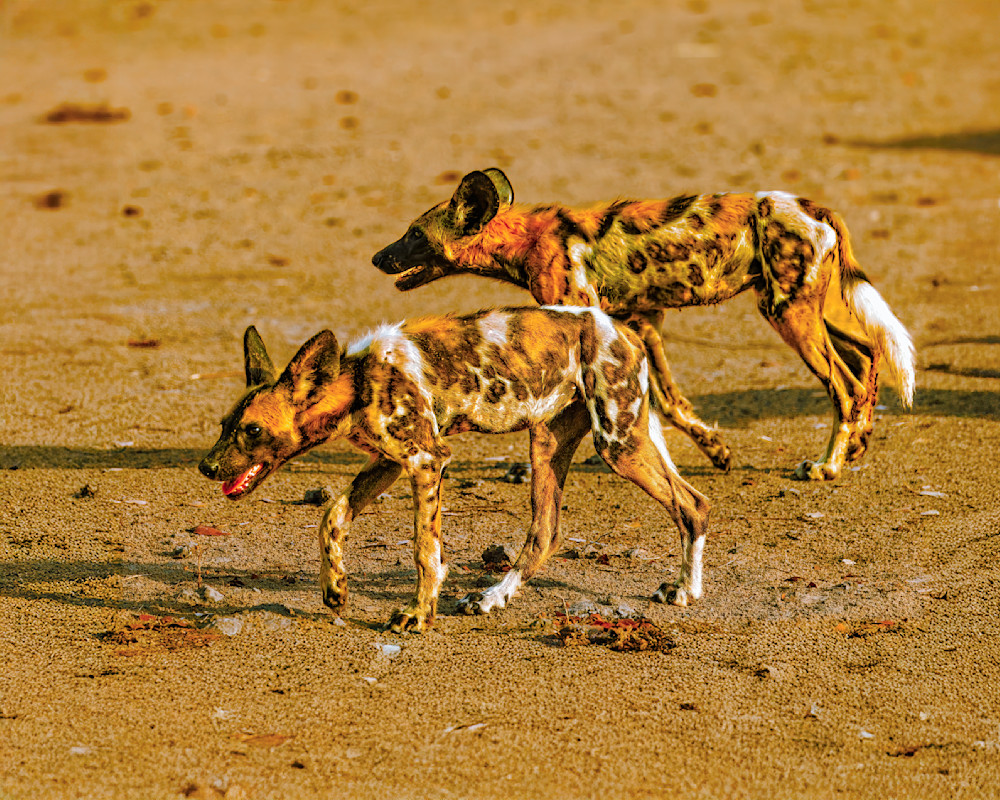Pair Of Wild Dogs Near Luwi, Zambia Photography Art | Mike Soegtrop Photography