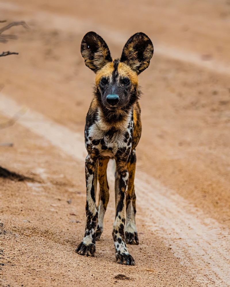 Wild Dog Facing Camera Photography Art | Mike Soegtrop Photography