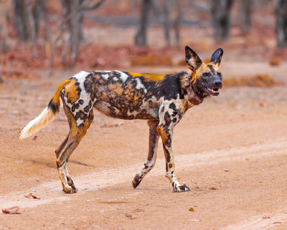 Wild Dog On The Savanah Photography Art | Mike Soegtrop Photography