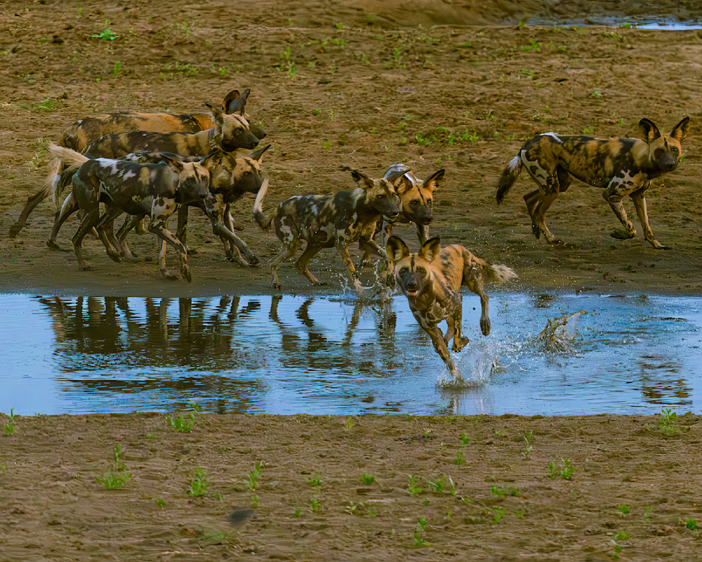 Wild Dogs Crossing A River Photography Art | Mike Soegtrop Photography