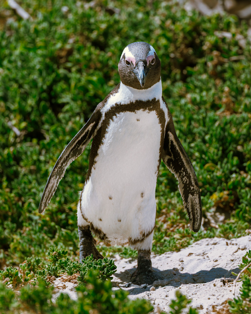 African Penguin Near Cape Town, South Africa Photography Art | Mike Soegtrop Photography