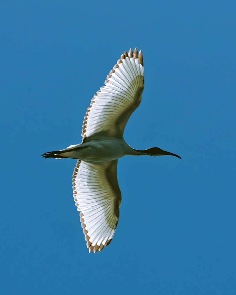 Sacred Ibis In Flight Backlit Photography Art | Mike Soegtrop Photography