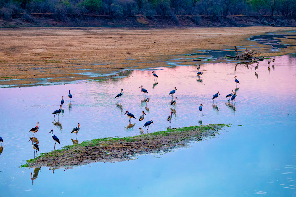 River Full Of Maracaibo Storks Fishing At Dawn Photography Art | Mike Soegtrop Photography