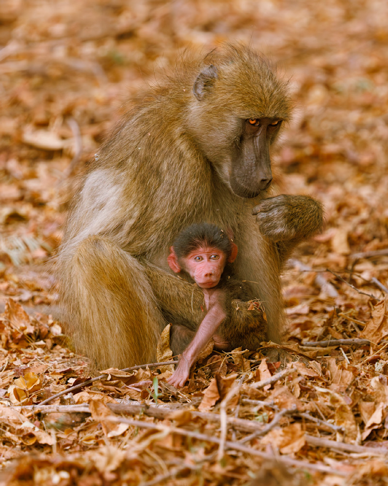 Baboon With Baby,Touching Moment Photography Art | Mike Soegtrop Photography