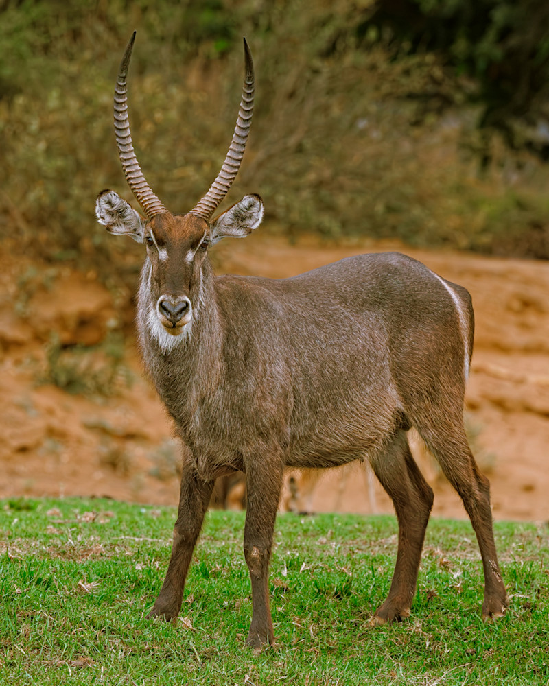 Springbok Near Near River Delta Photography Art | Mike Soegtrop Photography
