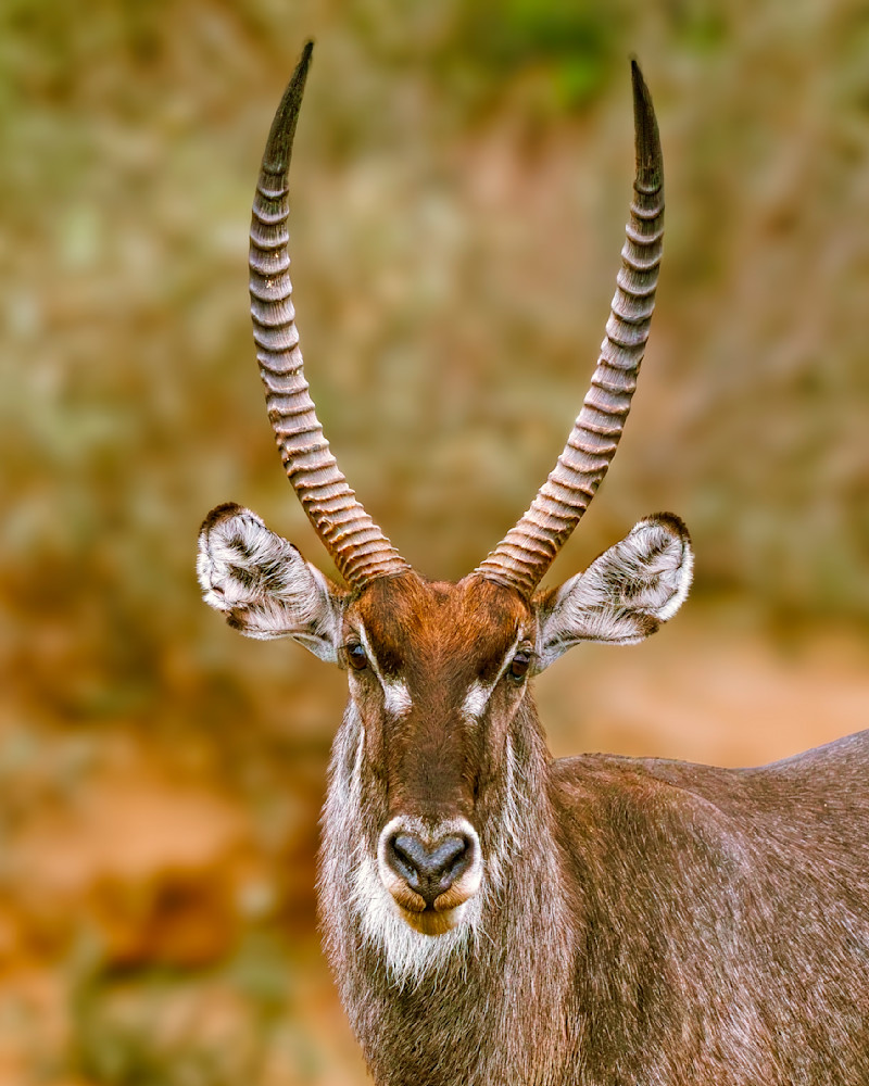 Springbok Portrait In Zambia Photography Art | Mike Soegtrop Photography