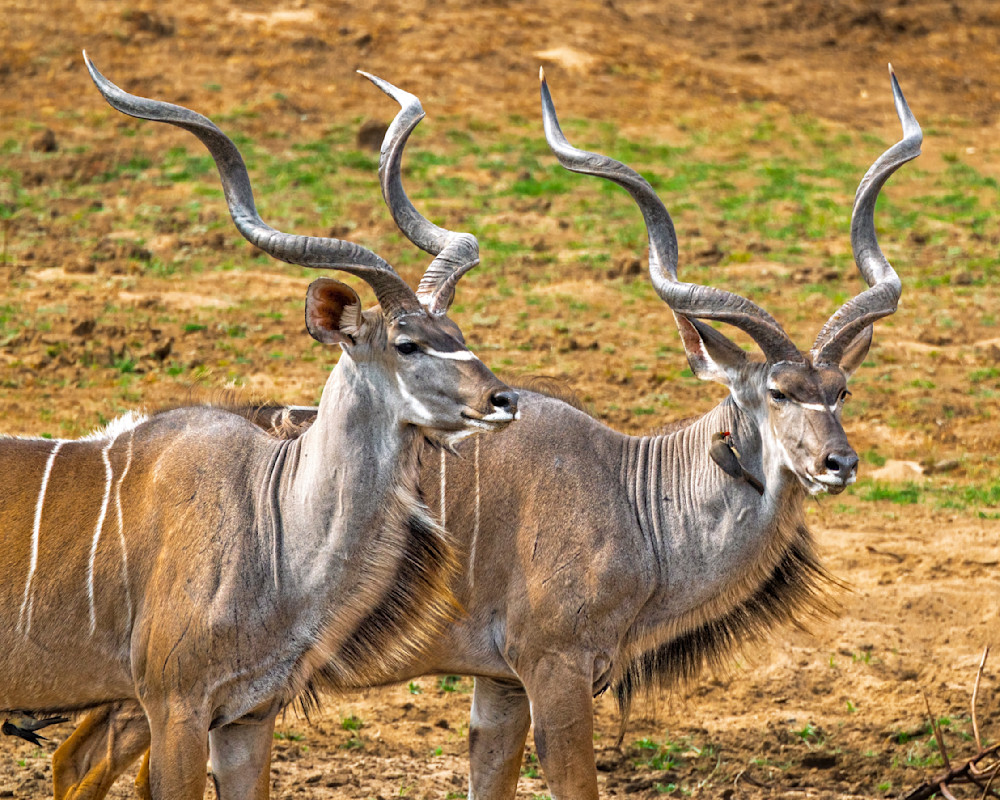 The Great Kudu Pair Closeup Photography Art | Mike Soegtrop Photography