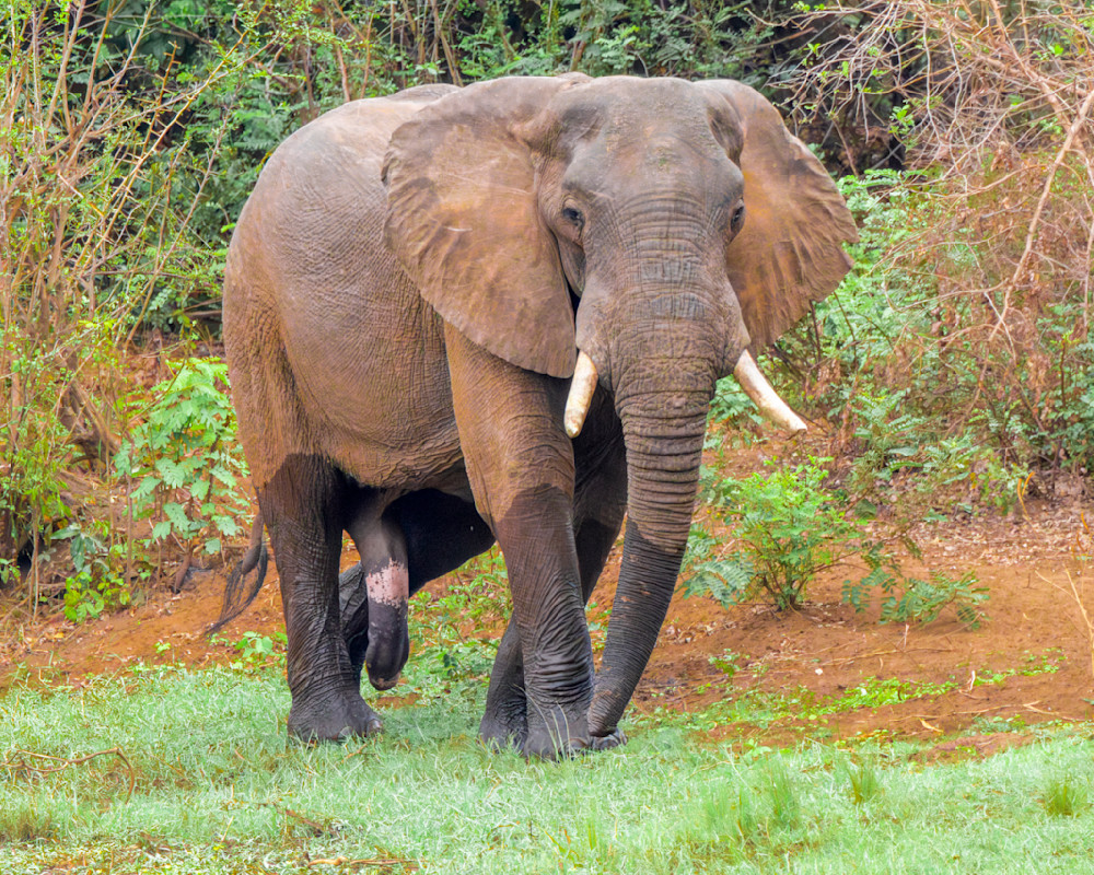 Bull Elephant Stopping By The River Photography Art | Mike Soegtrop Photography
