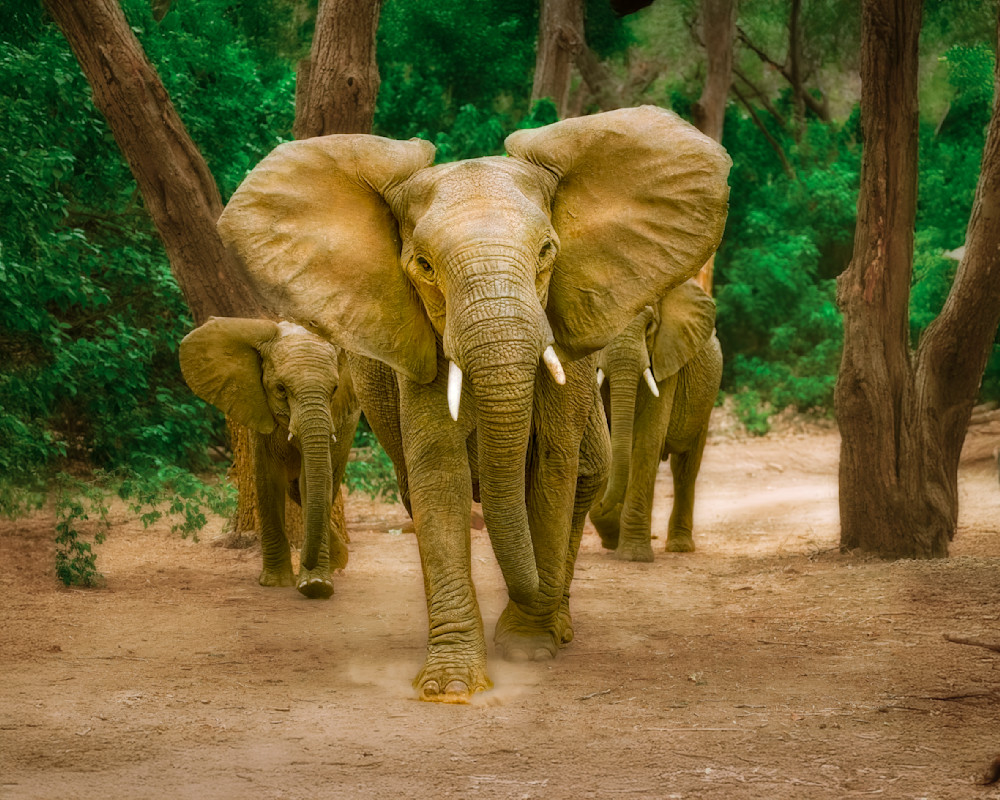 Elephant Threatening A Mock Charge 3 Photography Art | Mike Soegtrop Photography