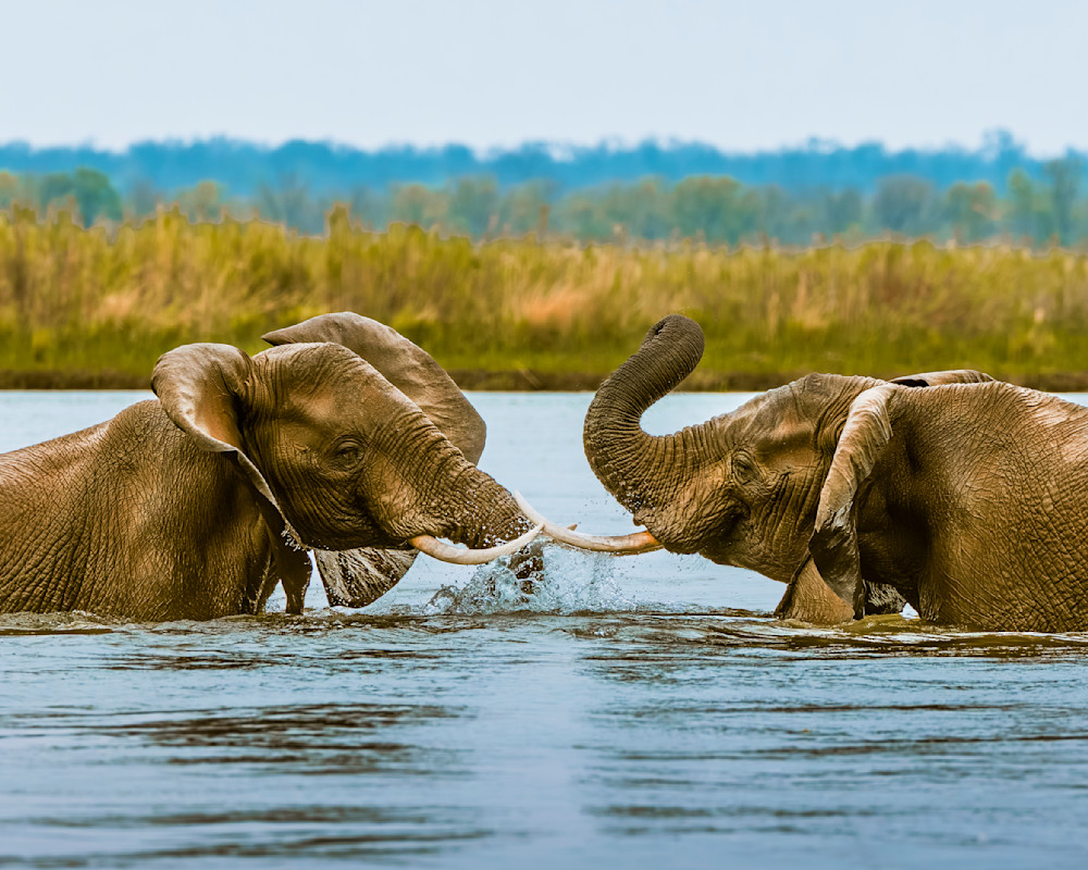 Elephants Fighting In The Zambezi River, Zambia Photography Art | Mike Soegtrop Photography