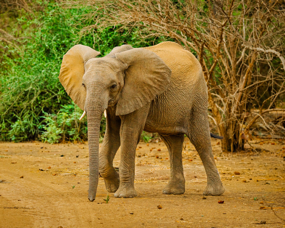 Juvenile Elephant Under Tree Photography Art | Mike Soegtrop Photography
