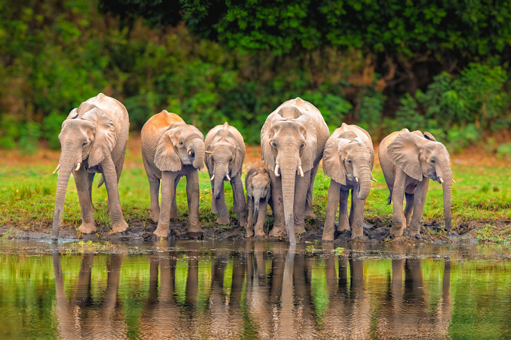 Seven Elephants Drinking Water Near The Delta Photography Art | Mike Soegtrop Photography