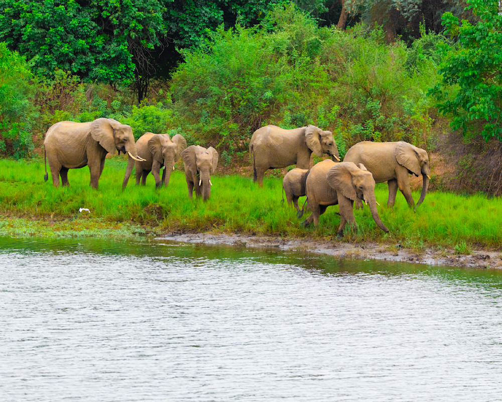 Seven Elephants Walking The Delta Photography Art | Mike Soegtrop Photography
