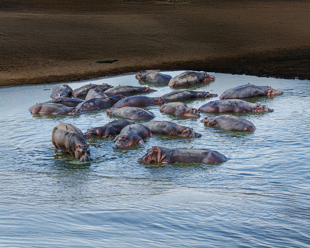 Hippos In A Shallow Pool Photography Art | Mike Soegtrop Photography