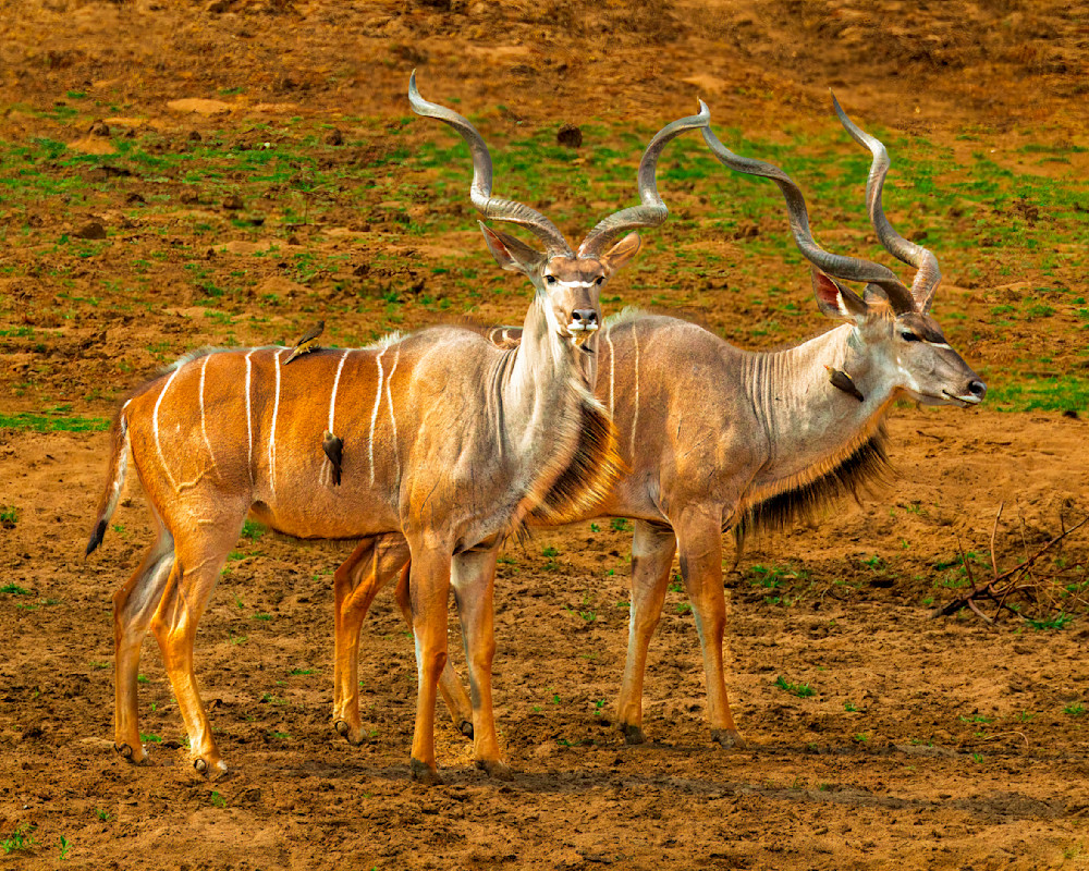 The Great Kudu Pair Photography Art | Mike Soegtrop Photography