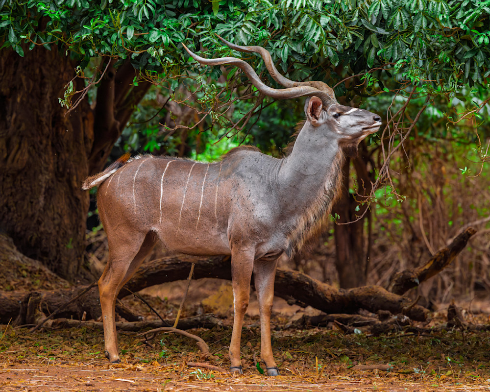 The Great Kudu, Zambia Photography Art | Mike Soegtrop Photography