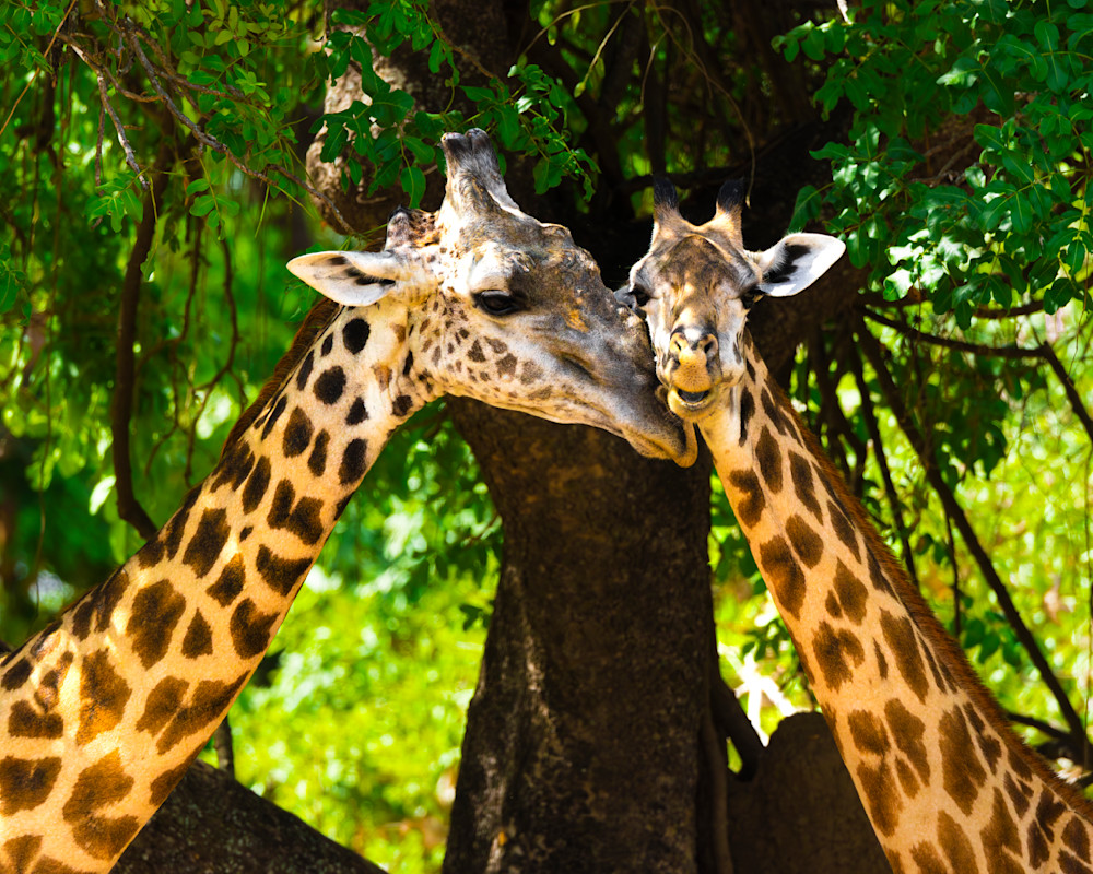 Giraffe Snuggles Its Young Photography Art | Mike Soegtrop Photography