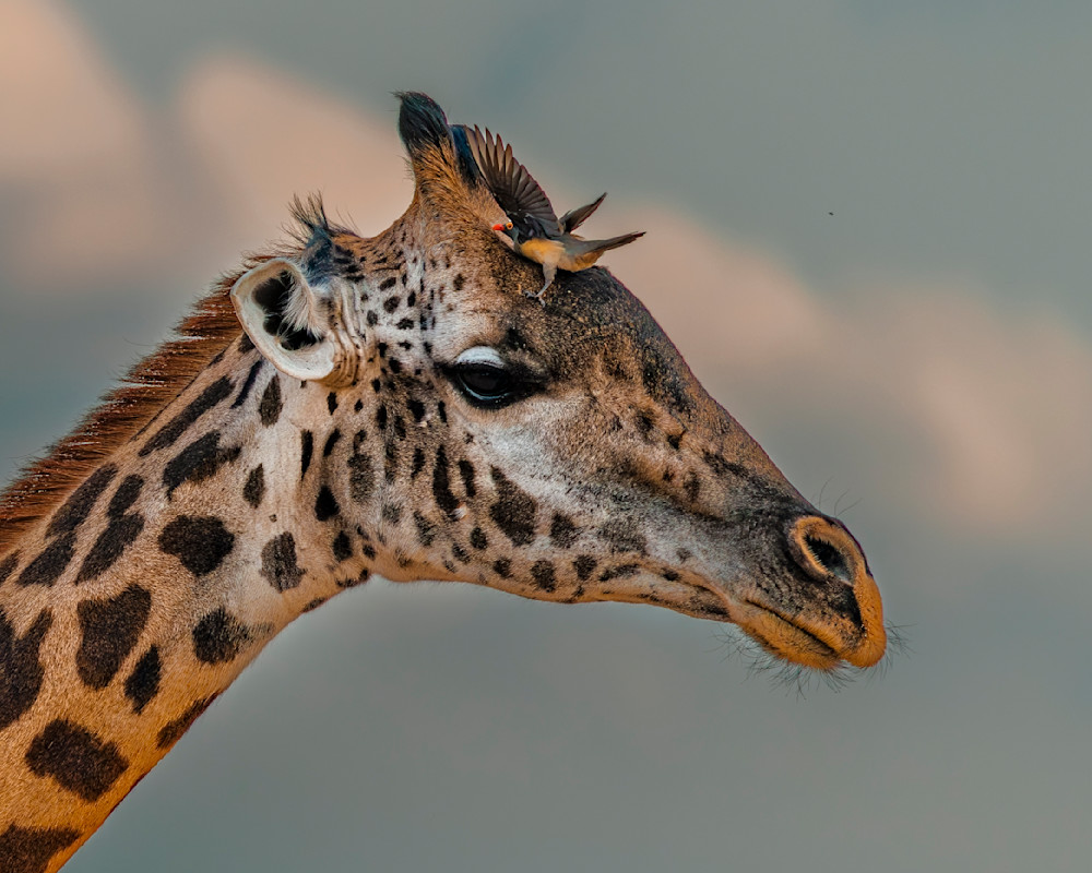 Girafe With Oxpecker 2 Photography Art | Mike Soegtrop Photography