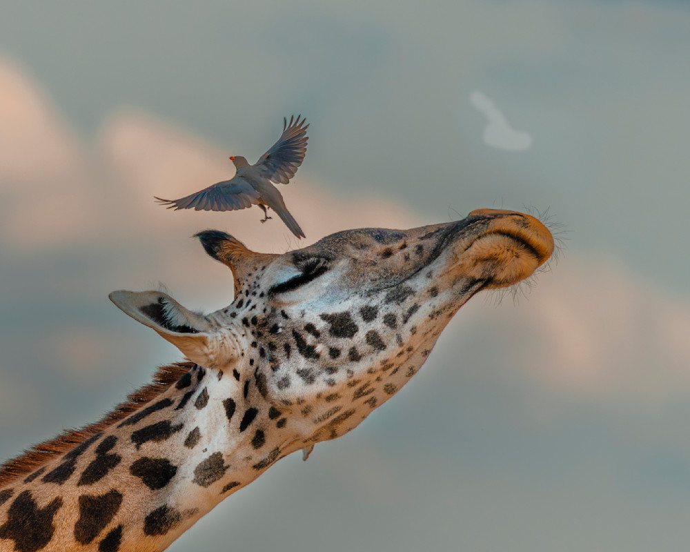 Giraffe With Oxpecker Photography Art | Mike Soegtrop Photography