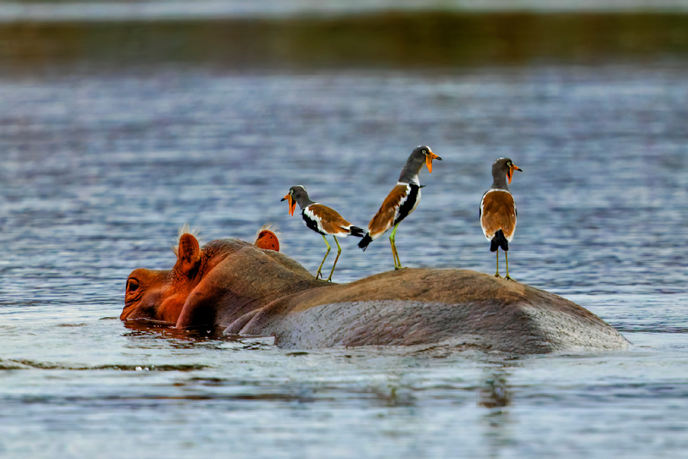 Hippo With White Crowned Lapwings Photography Art | Mike Soegtrop Photography