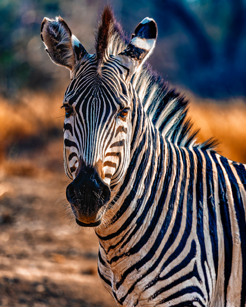 Zebra Head On Sunrise Photography Art | Mike Soegtrop Photography