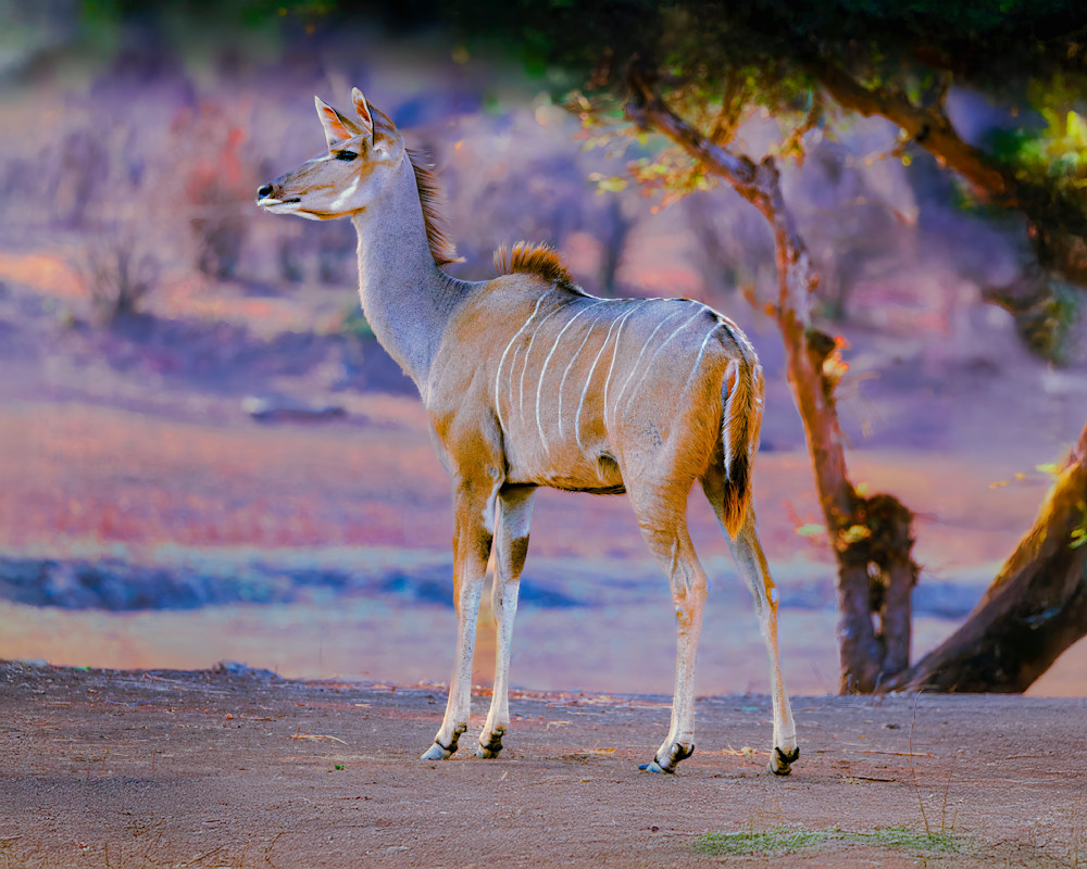 Spring Bok At Dawn Photography Art | Mike Soegtrop Photography