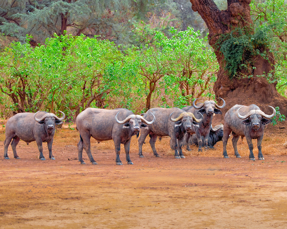 Buffalo Herd Of Six In Zambia Photography Art | Mike Soegtrop Photography